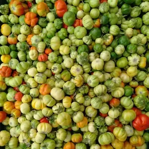 Bitter Ball Eggplant ( Live Plants/ 3'POT) African Eggplant