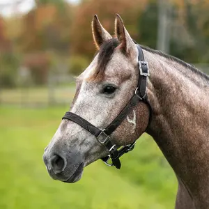 Schneiders Tooled Leather Ranch Show Halter