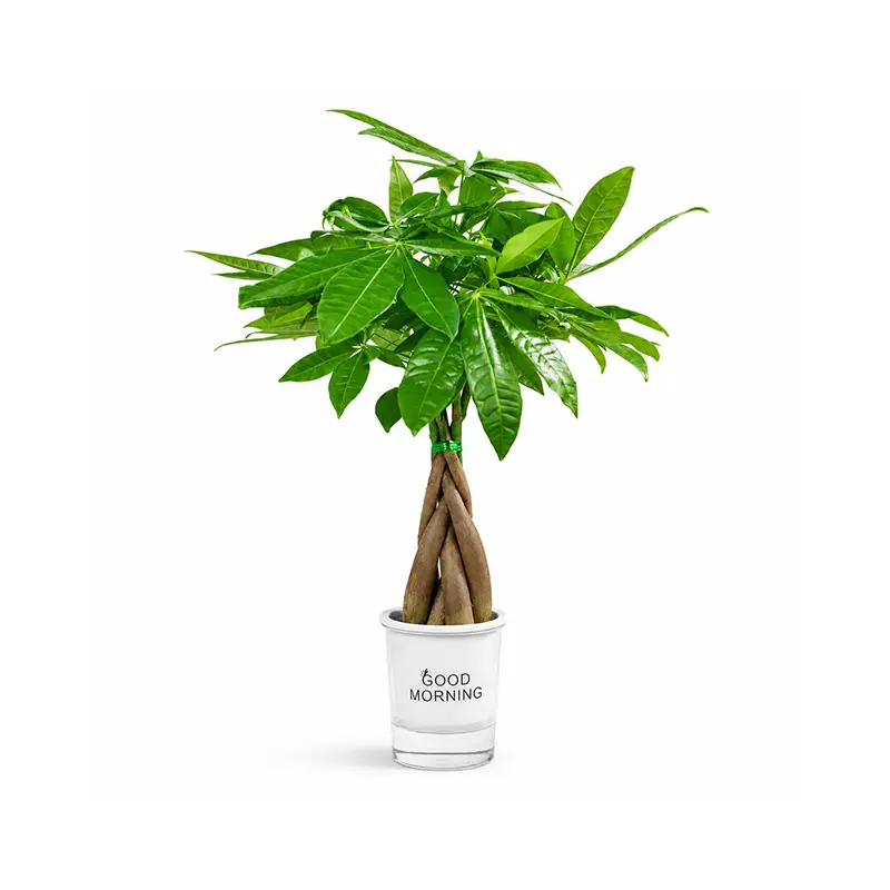 LZ01HP003  This live money tree plant, grown in a 4-inch seedling pot, boasts lush green leaves and is an ideal choice for decorating homes, offices, desks, and bookshelves.