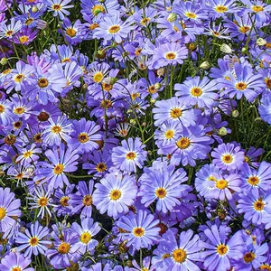 1000+ pcs Purple Daisy Seeds，An excellent choice to add color to your landscape or home