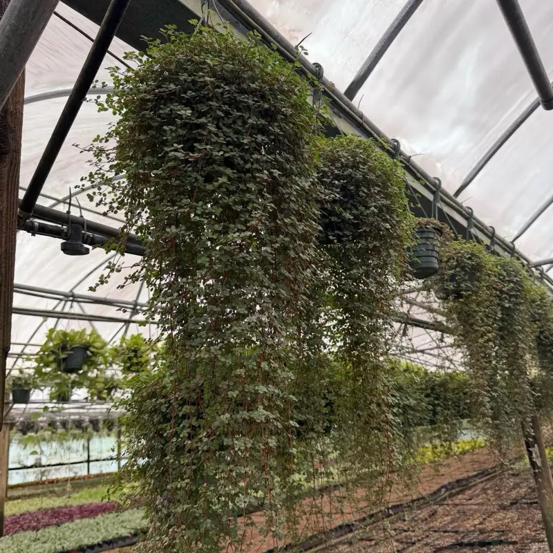Baby Tear Plant, 8-in Hanging Basket with 2-ft Vines