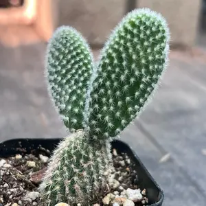 White Bunny Ear Cactus – Opuntia microdasys ‘Albata’ in 2” Pot | Cute & Hardy Desert Plant