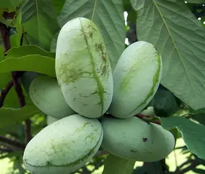 Paw Paw Indian Banana Tree - Live Plant - 6-12" Tall Seedling - Quart Pot - Ships Potted - Asimina triloba - No Ship To AK, HI and P.R.