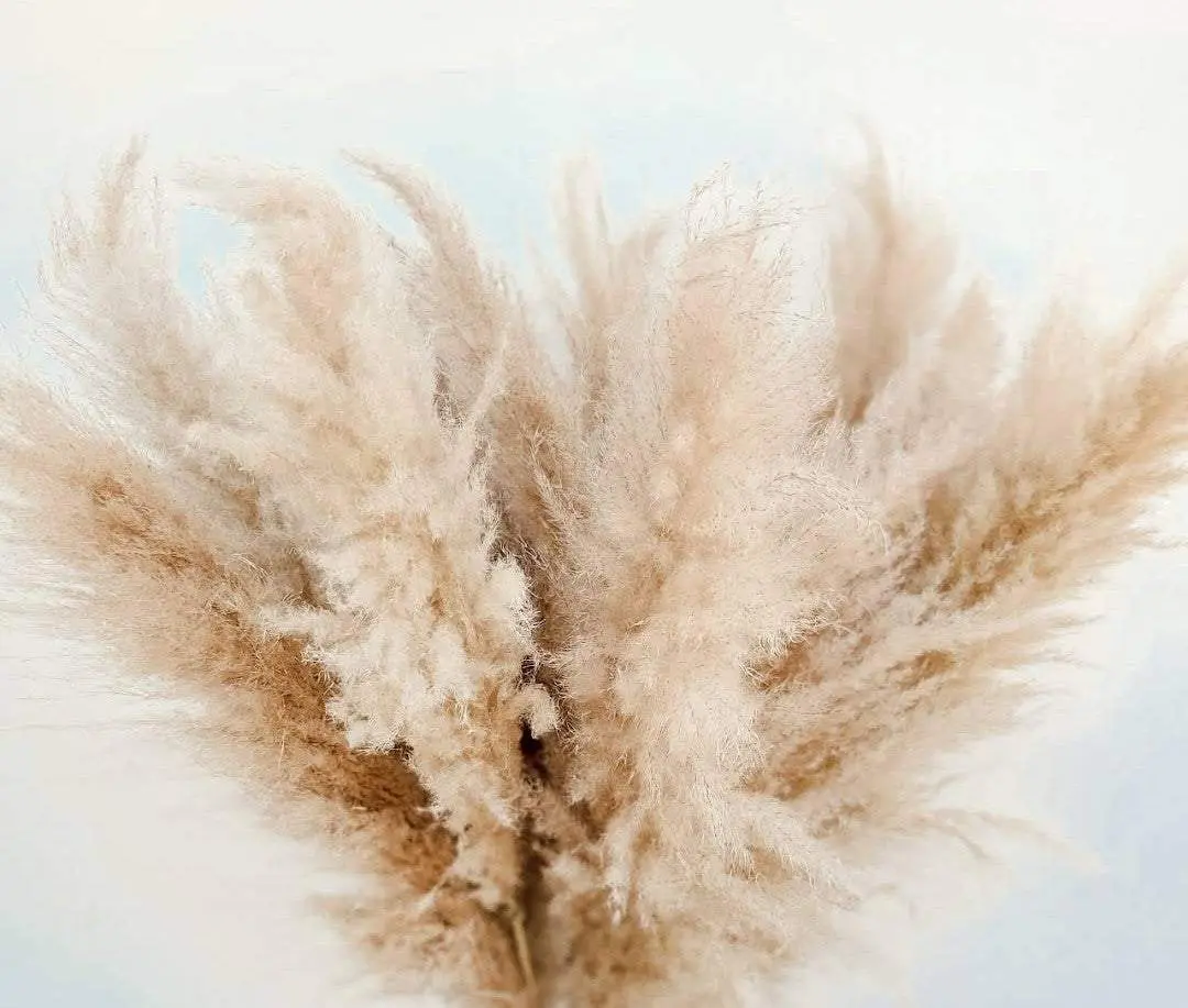Fluffy neutral Pampas Stem 4 feet tall