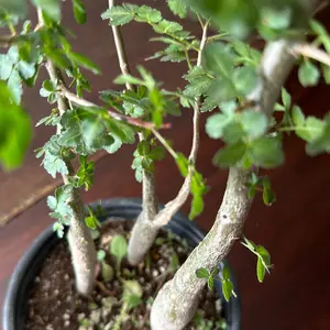 Fragrant Copal Tree, Bursera Fageroides, Frankincense of the west