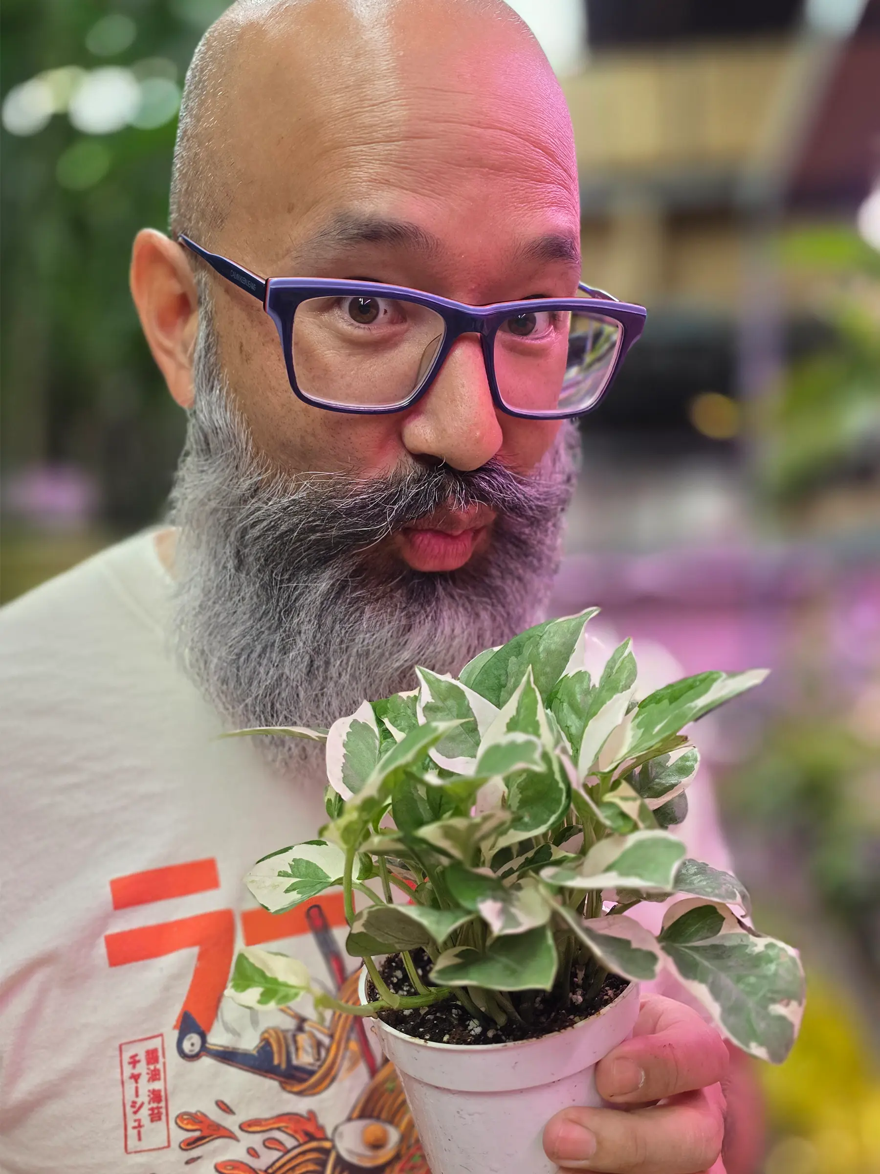 Pothos 'N'joy'