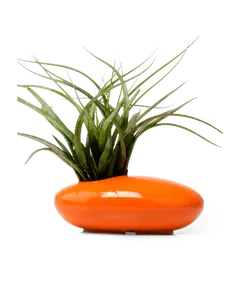 Pebble Ceramic Ikebana Kenzan Container