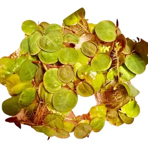 Duckweed & Red Root Floater Mix: Live Aquarium Floating Plant