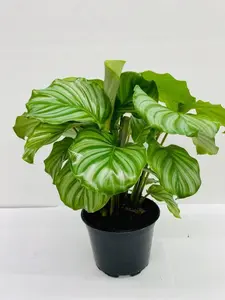 Calathea Orbifolia (Watermelon) : Indoor Plants in 2'' Planter