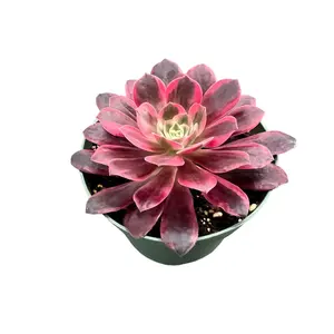 Live Rare Succulent Plant Aeonium 'White Wedding Dress' in 4in Planter Rooted with Soil Easy to Care Garden Decor for Indoor Outdoor Use All Seasons