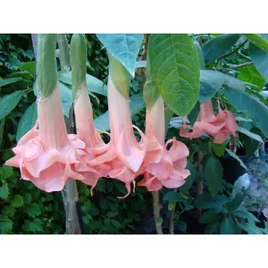 10 Salmon Perfect Angel Trumpet Seeds