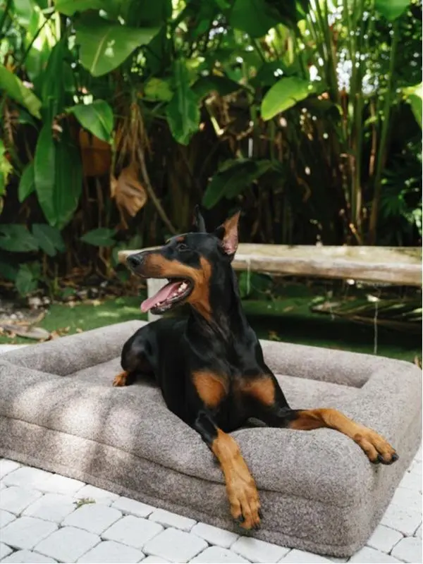 KOZY Luxury Orthopedic Dog Bed | TAUPE TAILS | Large
