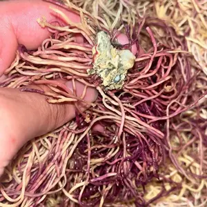 Mermaids Garden Dry Honduran Seamoss 2 oz- Wild Crafted Honduran Sea moss - 100% Authentic Sea moss, Vegan, Alkaline - Food, Natural, Superfood