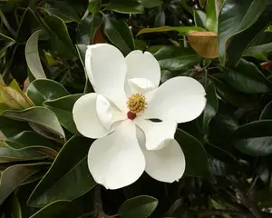 10 Magnolia grandiflora Seeds.| Southern Magnolias Seeds.| Bull Bay Seeds.