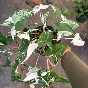 Syngonium Albo 6 inch pot