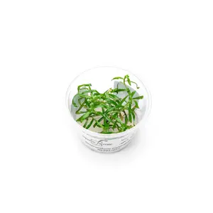 Heteranthera Zosterifolia Aquatic Farmer Tissue Culture