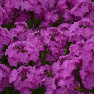 Opening Act Ultrapink Phlox