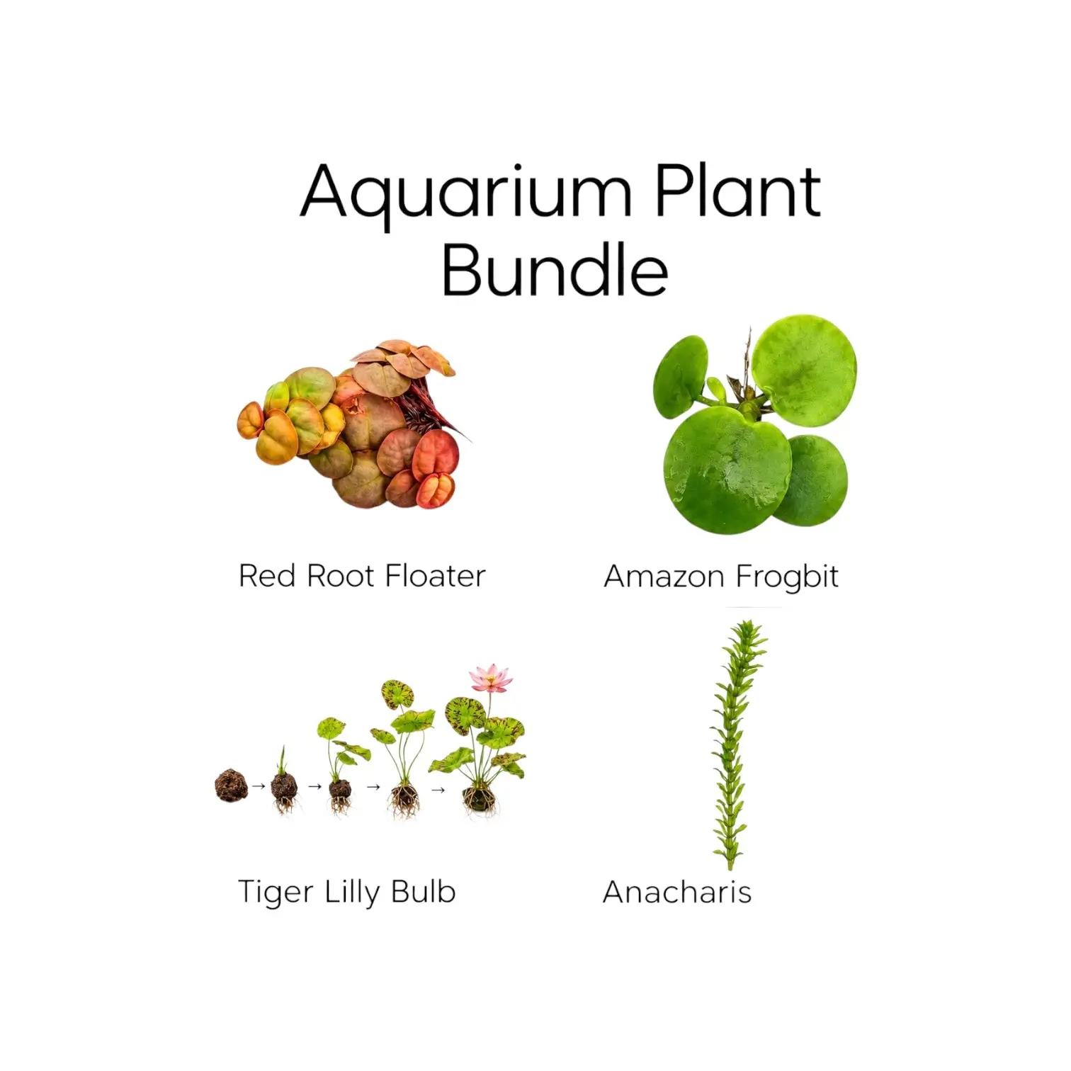 Aquarium Plant Bundle | Red Root Floater, Frogbit, Tiger Lotus Bulb & Anacharis