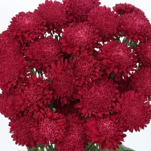 Green River 50 Scarlet Aster Flower Seeds - Flower Seed Pack, Perennial Flower, Bold Crimson Blooms for Garden Borders, Pollinator-Friendly Cottage Gardens, Ideal for Seasonal Landscaping and Vibrant Floral Arrangements