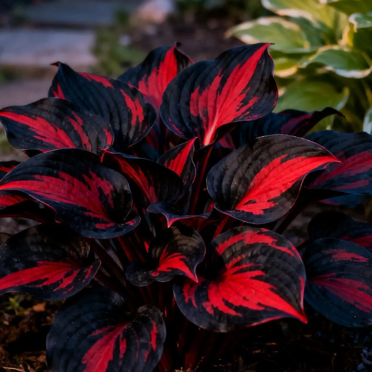 800pcs  Black-Red Hosta Seeds Exotic Bicolor Foliage for Dramatic Garden Appeal Perennial Shade-Loving Plant Ideal for Gardeners