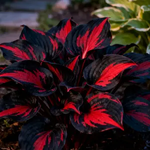 800pcs  Black-Red Hosta Seeds Exotic Bicolor Foliage for Dramatic Garden Appeal Perennial Shade-Loving Plant Ideal for Gardeners