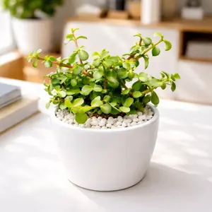 Portulacaria afra Decumbent