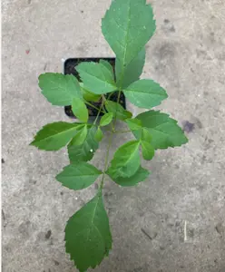 Fraxinus pennsylvanica, Green Ash Tree Seedling