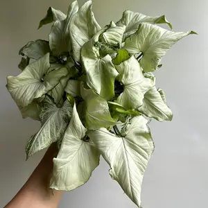 Syngonium Holly 6" pot Live Tropical House Plant for Indoor Home Decoration