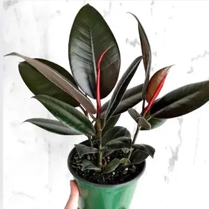 Ficus Burgundy in a 2” Pot Live Houseplants