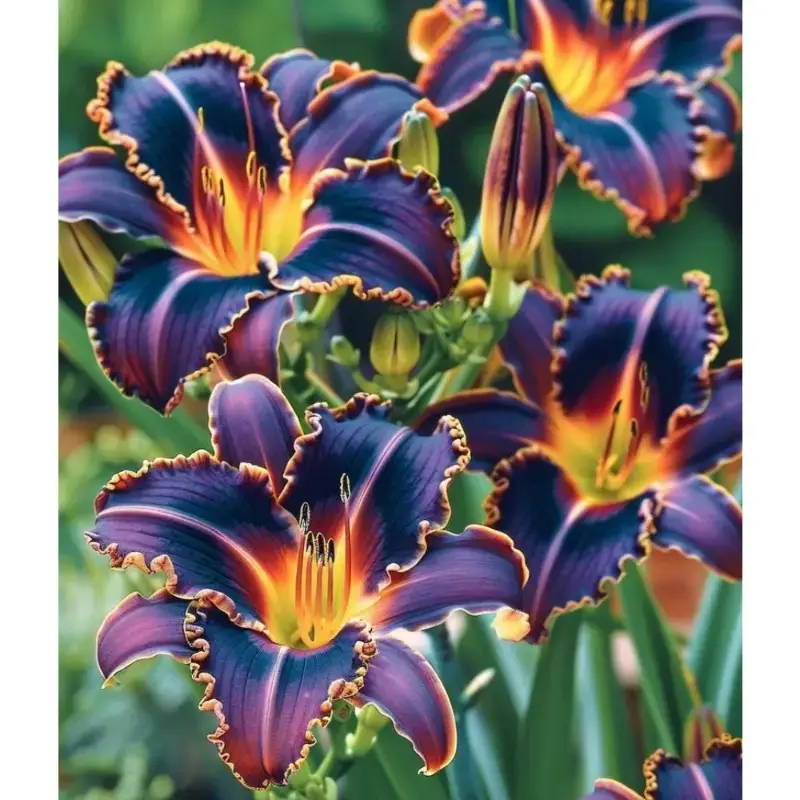 100 Capsules Traditional Varieties Burning Flame Lily Seeds Excellent Varieties, High Germination Rate