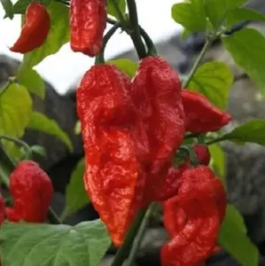 Lot Of 3 Red Ghost Bhut Jolokia 75 Day+ Old Super Hot Pepper Live Plants  ship Bare Roots
