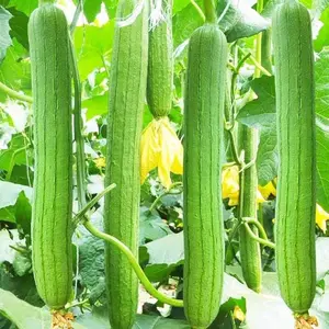 30 pcs Luffa Seeds per Pack - Versatile for Multiple Uses, Abundant Fruiting Vegetable for Your Garden, Non-GMO Vegetable Seed for Planting Home Garden