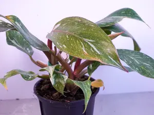 RARE Philodendron White Knight Marble King 4” | Marble Variegated Philo