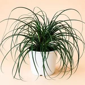 Ponytail Palm - 8 in Pot Indoor House Plant for Home Decor, with Care Instructions: Bright Indirect Sunlight, Pruning Tips