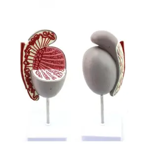 Testicle Anatomy Model