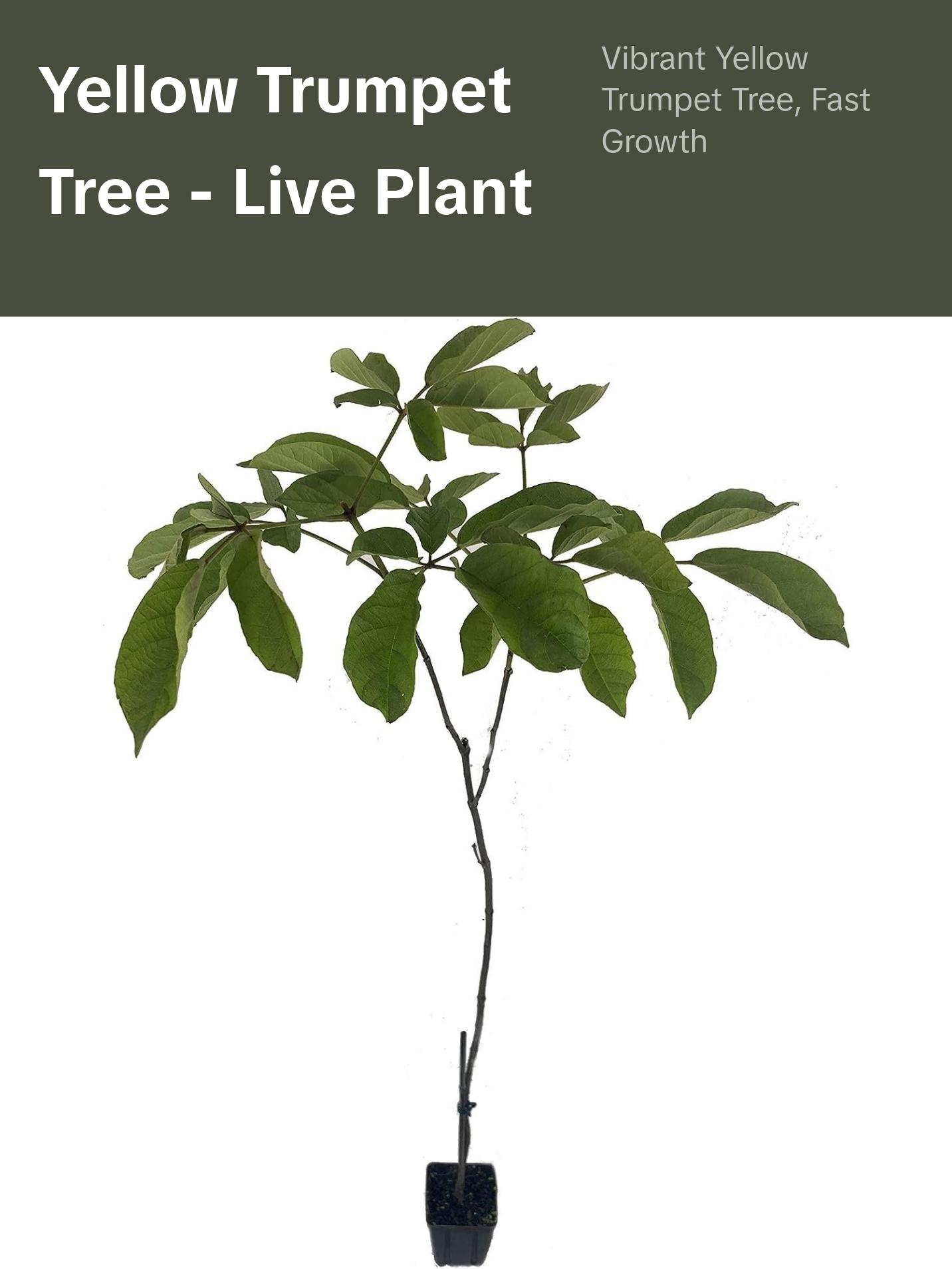 Yellow Tabebuia Trumpet Tree - Live Plants in 4 Inch Pots - Handroanthus Chrysanthus - Beautiful Flowering Tree