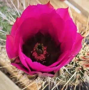 Echinocereus Englemannii Live Cactus