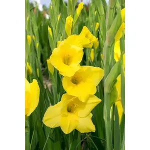 Silvia Glamini Gladiolus 10 Bulbs - Petite - 10/12 cm