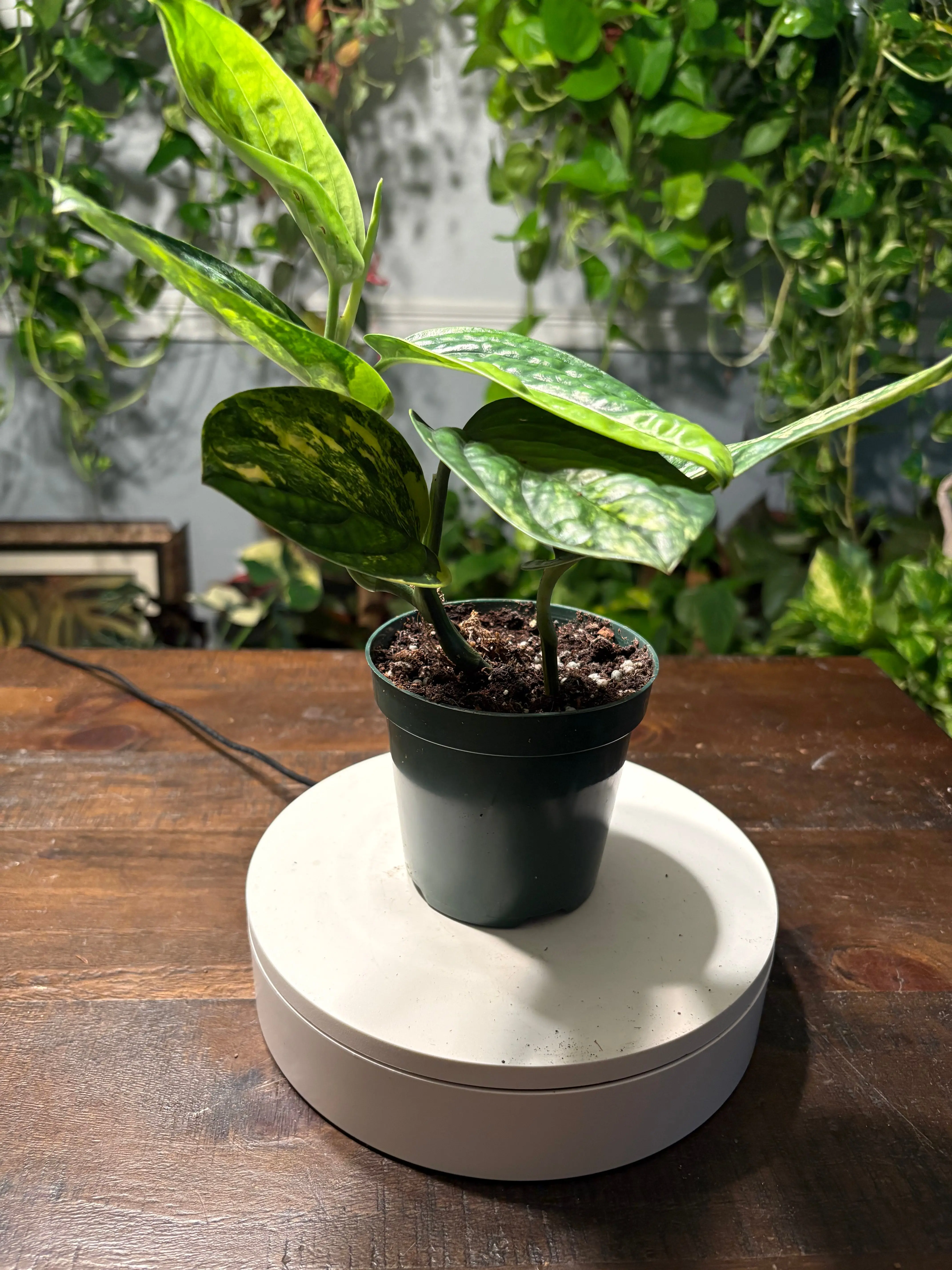 Monstera Varigated Peru 4 inch