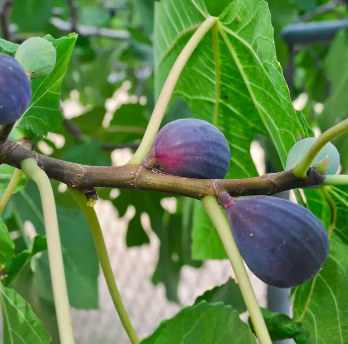 Black Mission Fig Live Starter Plug Grow Your Own Figs