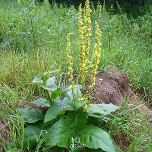 2000 Seeds Mullein Seeds For Planting / Flower Seeds Online
