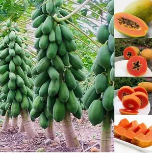 10 Dwarf Papaya Seeds for Planting, Non-GMO Tropical Fruit Tree Seeds, Fast-Growing Sweet Papaya for Home Garden, Patio & Outdoor Planting