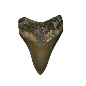 Megalodon Tooth 2.7"x 2"