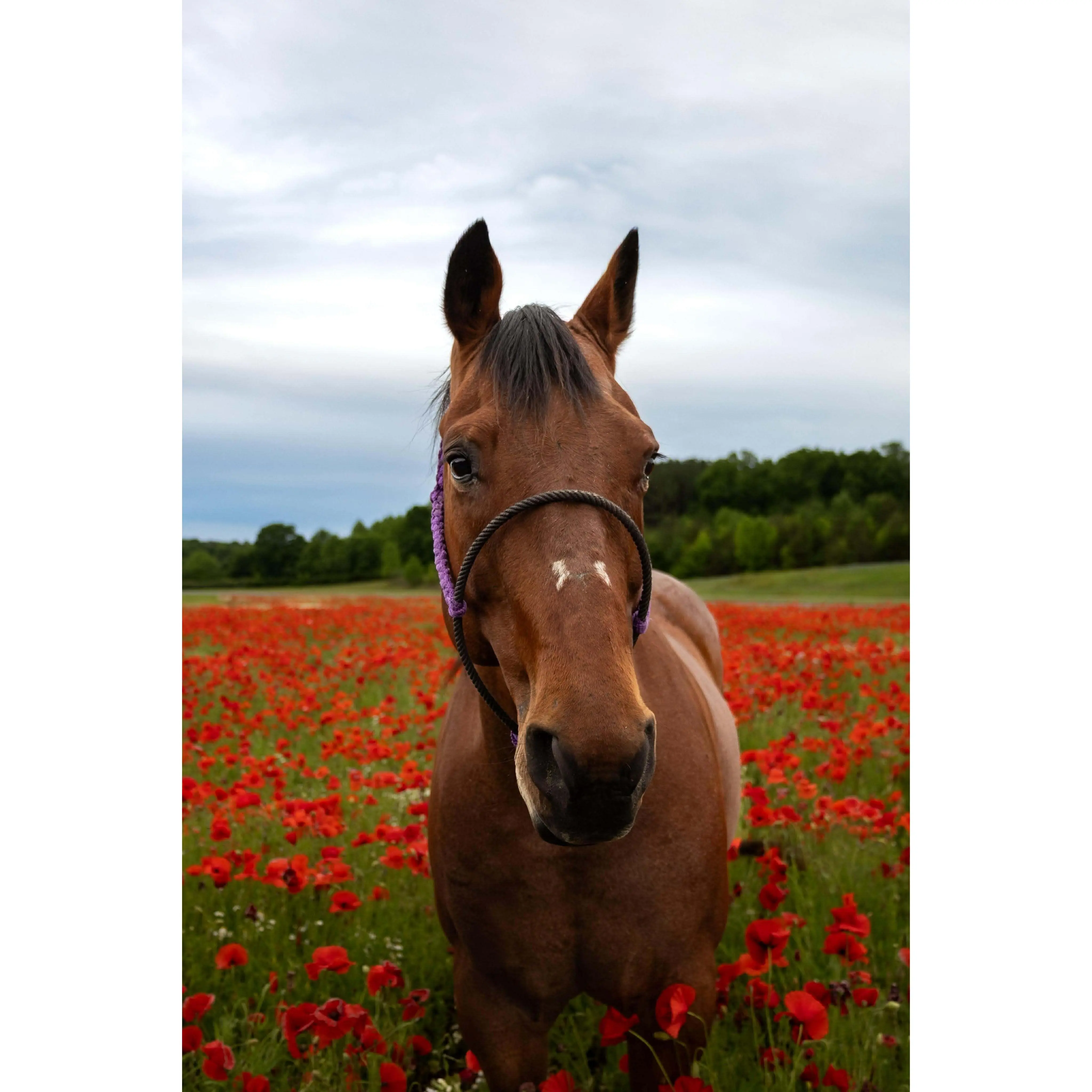 *Lariat Mule Tape Halter + Lead
