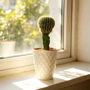 CAC002  Golden Barrel Cactus (Echinocactus grusonii) — a live, spherical cactus supplied in a 5-inch nursery pot; a spiny, globe-shaped succulent suitable for home or office decor.