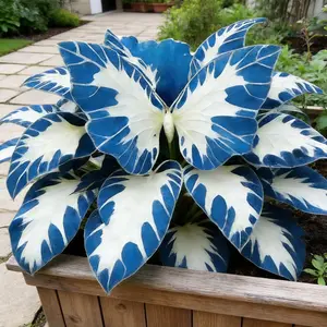 800PCS Perennial Hosta Seeds | Decorative Butterfly-Shaped Foliage, Easy-to-Grow and Shade-Loving Perennial Plant, Perfect for Garden Landscaping, Shady Corners, Potted Plants, and Adding Lush Greenery to Any Outdoor or Indoor Space