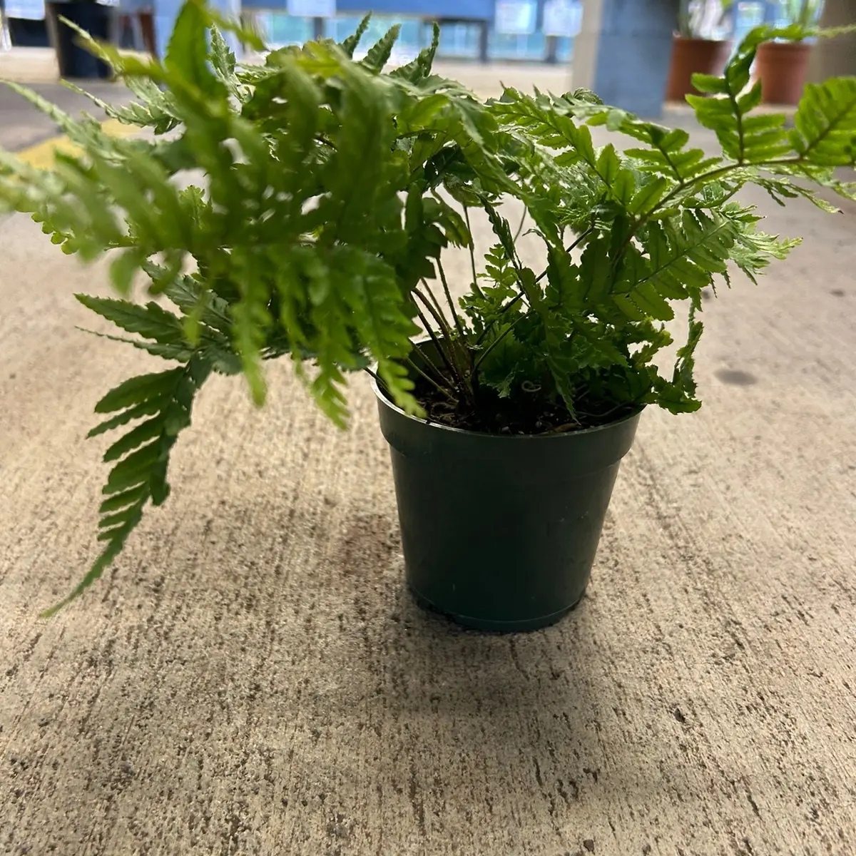 4” Autumn Fern