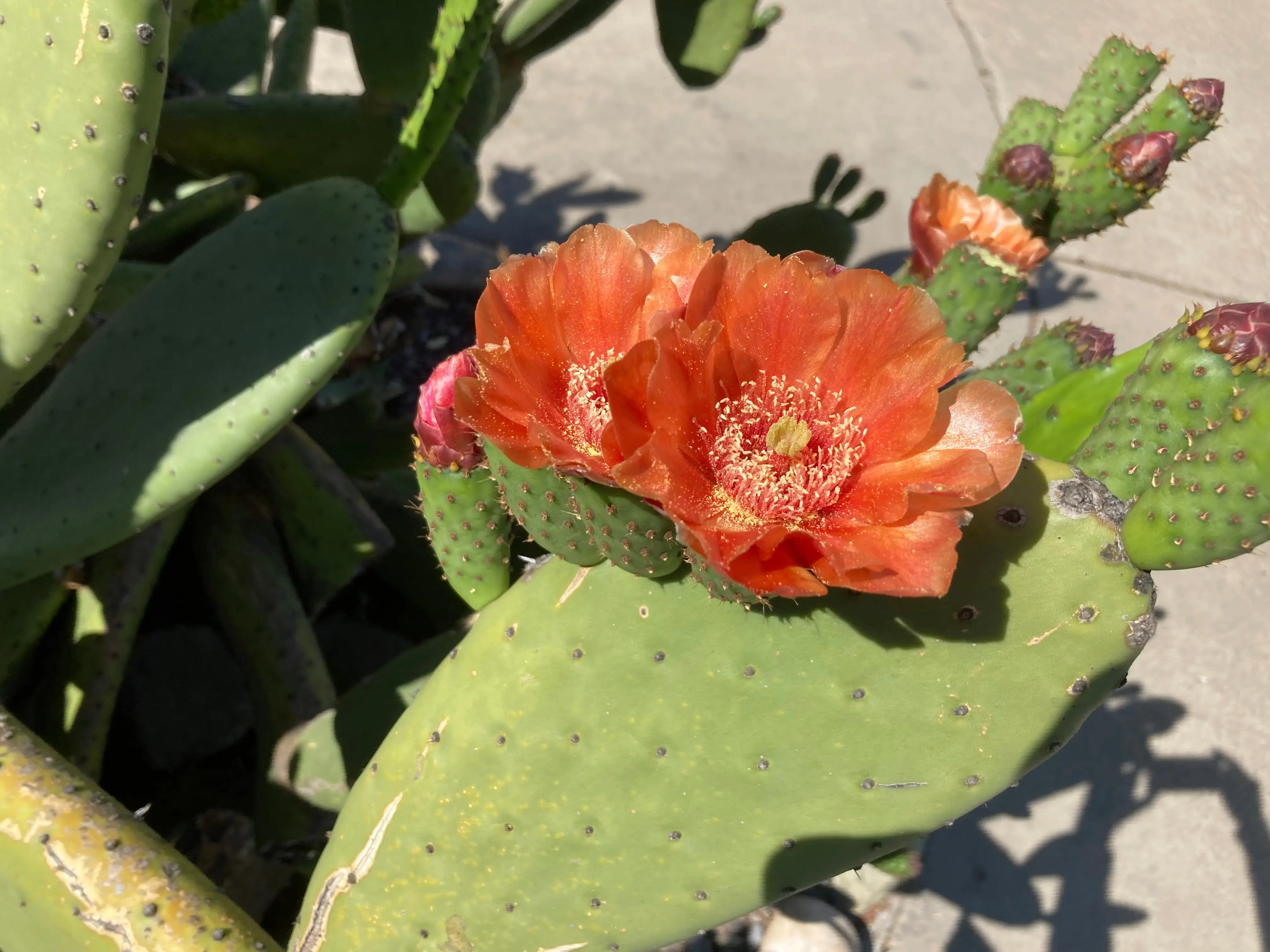 Rare Opuntia Tormentosa Cactus Cutting Pads - Fast-Growing Tree Form, Orange Flowers, Edible Red Tuna Fruit, Full Sun Plants, Produces Fruit, Cold Resistant, Easy to Grow, Includes Care Guide, Money Back Guarantee