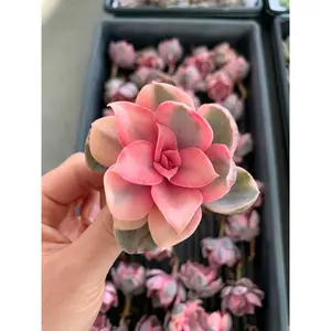 Echeveria Rainbow - April Farm/Rare Succulents