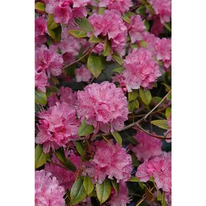Rhododendron 'Olga Mezitt' 15-18" #3C